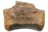 Theropod Dinosaur Caudal (Tail) Vertebra - South Dakota #133352-2